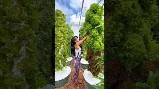 Grow 624 lettuces annually per aeroponic tower #farming #aeroponics #gardening