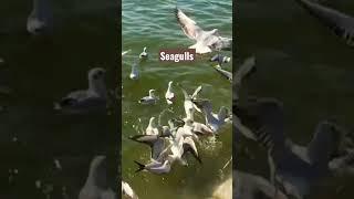 Seagulls in sangam prayagraj #kids #funny #animals