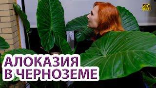 Алоказия макрориза в черноземе Alocasia macrorrhizos (macrorrhiza)