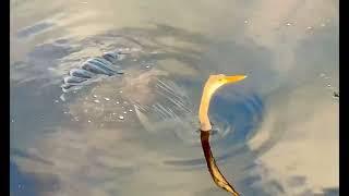 Anhinga (bird) swimming underwater & eating a fish #wildlife #nature #birds #wildbirds