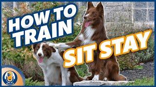 How To Teach A Dog To Stay WITHOUT Luring, Collar Pops Or Using The Word “Stay” #134 #podcast