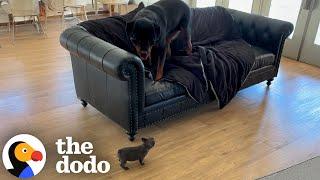 Rottweiler Is Terrified Of His Little Sister | The Dodo