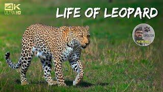 The Story of Leopard in Masai Mara, Africa | Forest safari in Kenya English 4K