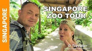 SINGAPORE ZOO TOUR - Walk with us around the World´s Best Zoo in our opinion!