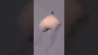 Unleashed Supersonic Power of F-22 Raptor #shorts #military #militaryaircraft #fighterjet #f22