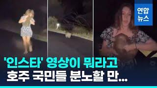 호주서 난리난 새끼 웜뱃 영상…미 인플루언서 쫓겨날 판/ 연합뉴스 (Yonhapnews)