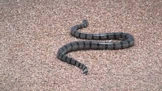 Snakes on a beach in Sanur (Змеи на пляже в Сануре, Бали)