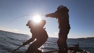 Lake Ontario 5 smallmouth bass going 30.37LBS! December 2021