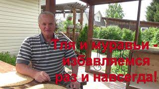 12. Очень важно! Тля и садовые муравьи в теплице и на грядках - избавляемся раз и навсегда!