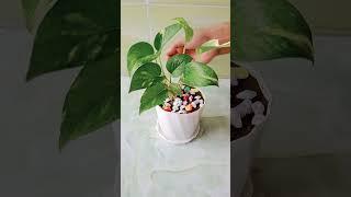 Pothos Plant Decoration with Stone