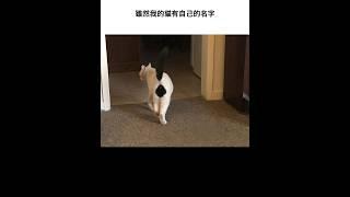 動物迷因梗圖 #路上觀察學院