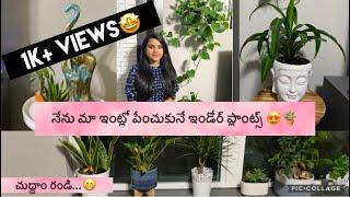 My Indoor plants in USA🪴|| Benefits || Care || Teluguvlogs || Vlogs from USA