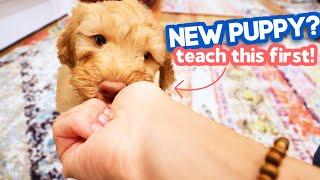 3 EASY Things You NEED to Teach Your Puppy  Any puppy can learn this!