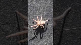 cautious wolf spider in Corrales