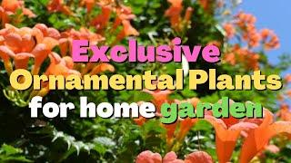 5 Exclusive Ornamental plants for home garden