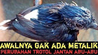 PERUBAHAN TROTOL JANTAN ABU-ABU‼️SIAP MUTASI BULU MAU MABUNG PERTAMA‼️