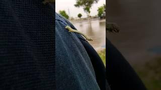 Yeh kiya cheez hai bhae  strange insect  #shorts #viral #