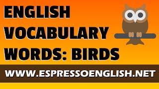 Learn English Vocabulary Words for Birds