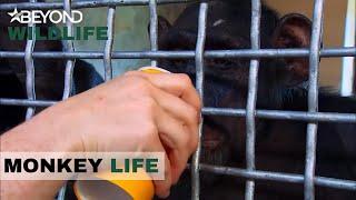 S5E14 | Alpha Male Hananya’s Busy Showing Everyone Who’s Boss | Monkey Life | Beyond Wildlife