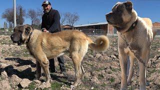 PİTBULCU DAYI ÇOBAN KÖPEĞİNİ GÖRÜNCE DİLİ TUTULDU - DEV ANADOLU ÇOBAN KÖPEĞİ Mİ PİTBULL MU KANGAL MI