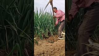 The process of manual harvesting of green onions #agriculture #farmers #harvest#shorts