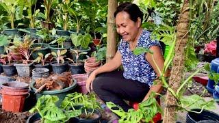 Propagating Monstera Adansonii