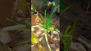 Alovera plant #plant #nature #trending #short