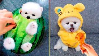 Cute Pomeranian Puppies Doing Funny Things #7 | Cute and Funny Dogs - Mini Pom