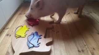 Moritz The Clever-Pig Wants Your Attention