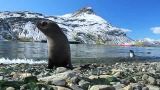 Baby Fur Seals