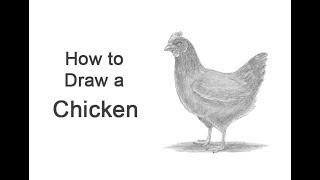 How to Draw a Chicken (Hen)