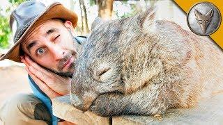 DON'T WAKE the WOMBAT?!