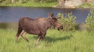 Nature of the Beasts - Moose