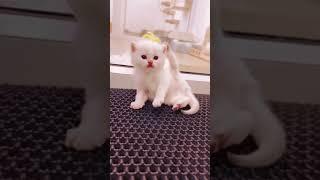 Cute Kitten #shorts #cat #babycat #kitten