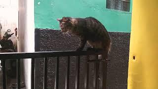 cat on a fence