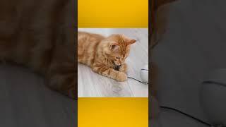 Best cat | toy cat | accessories | cat gadgets #shorts