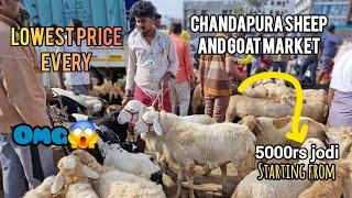 Chandapura Sheep And Goat market | Saturday Morning Market Full Detail Video