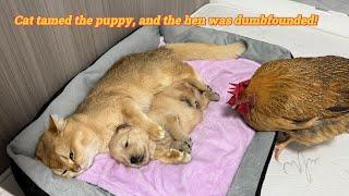 Unbelievable! The hen is jealous that the cat hugs the abandoned golden retriever puppy to sleep!