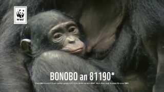 WWF - Bonobo