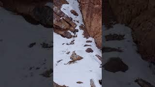 Kibber Wildlife Sanctuary | Himachal Pradesh