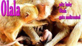 MG!Two monkeys desire to take cute baby Olala away