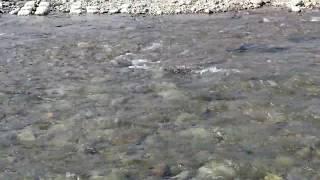 salmon return to Shokanbetsu-river at 17th.Sep.2017.