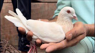 seelampur kabutar market delhi pigeon jama masjid Birds Cat Parrot kabutar market Old Delhi