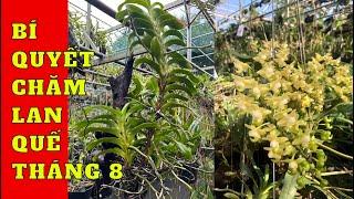 Bí quyết chăm lan quế tháng 8