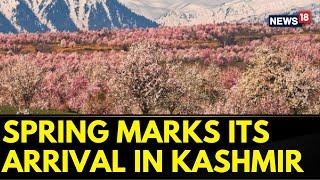 Jammu And Kashmir | Kashmir News | Spring Turns Parts Of Srinagar Into Floral Wonderland | News18