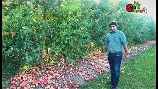 আপেল বাগান (Apple Orchard)-২য় পর্ব