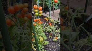 Grow outdoor tomatoes - I did it, you can.