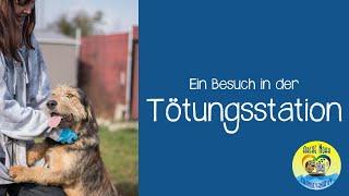  |Ein Besuch in der Tötungsstation| 