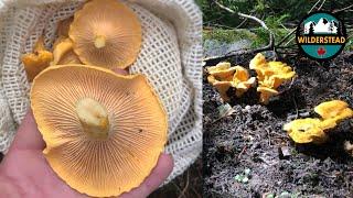 Chanterelle Mushrooms | Foraging Wild Edible Mushrooms You Can Eat in Northern Ontario