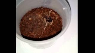 Greenbottle Blue (GBB) Tarantula Sling 2.2 cm - Feeding